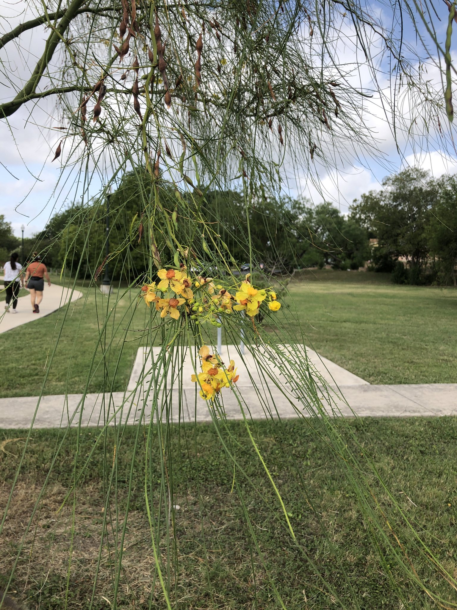 Parkinsonia aculeata